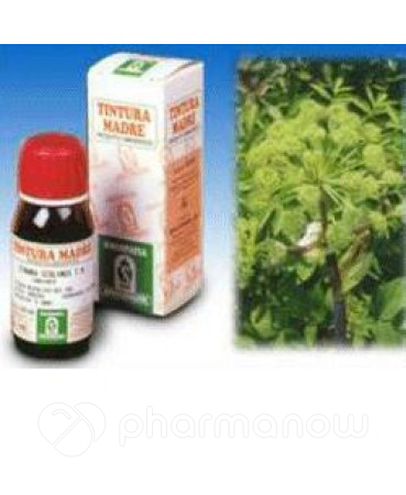 ANGELICA 55 50ML TM